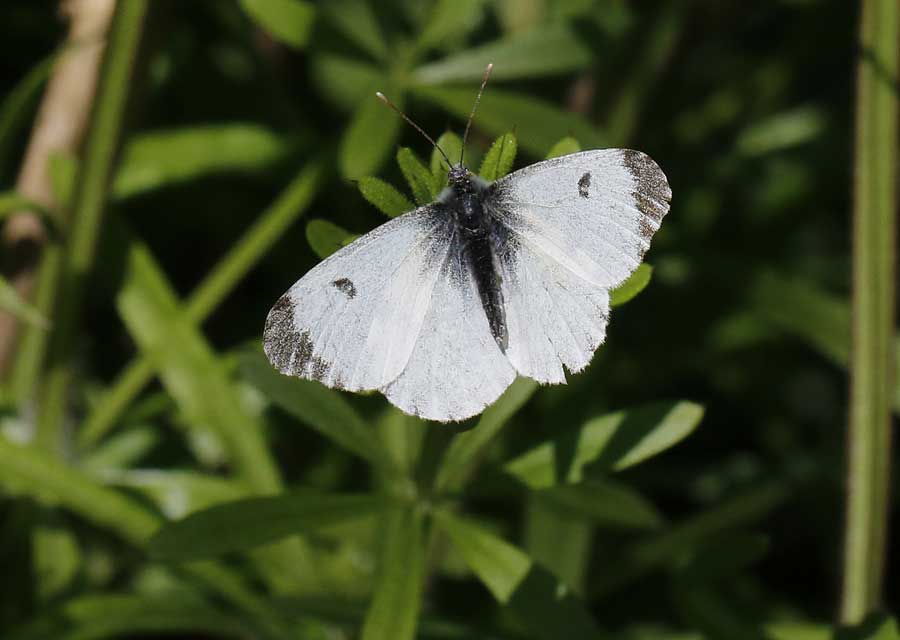 White butterflies - Keele University