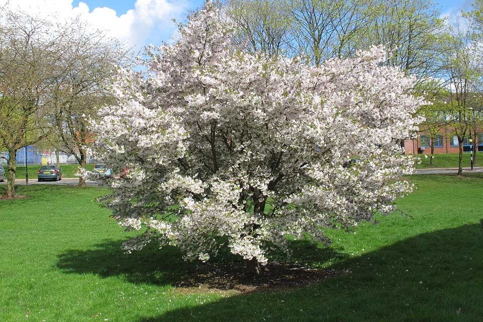 Keele University National Collection Of Flowering Cherries