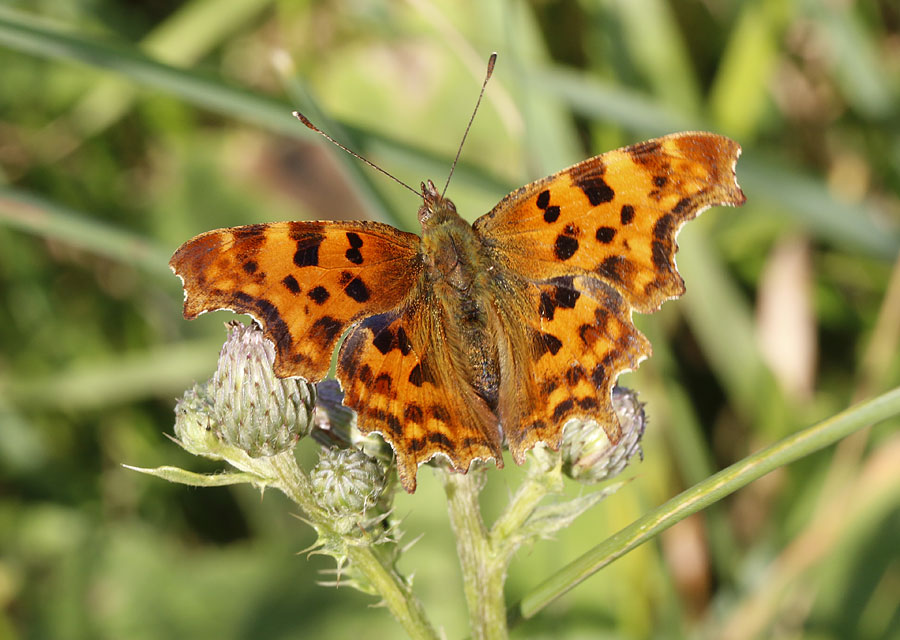 Plants and animals - Keele University