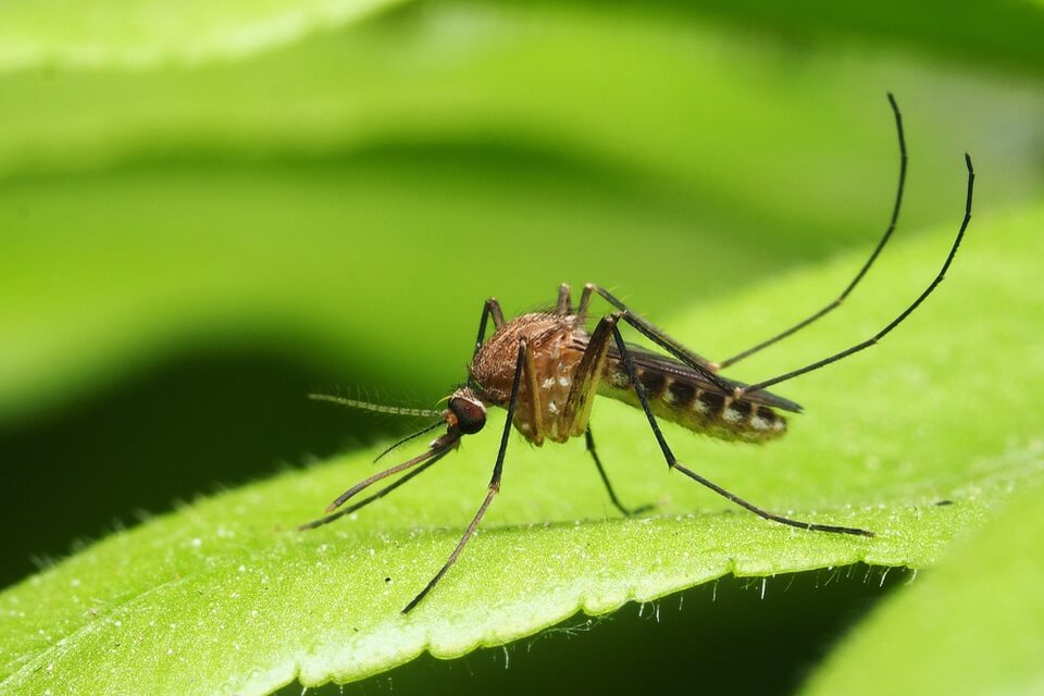 Scientists Develop New Technology That Gives Greater Control For Managing Malaria Mosquitoes Keele University