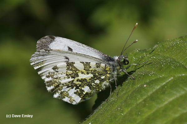 White butterflies - Keele University