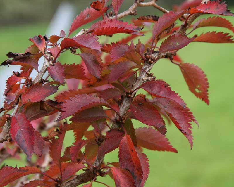 Prunus incisa Kojo-no-mai