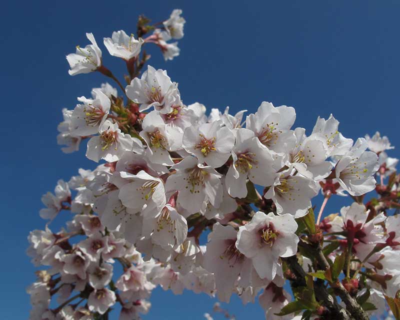 Prunus incisa kojo-no-mai