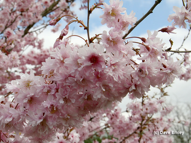 Prunus incisa Oshidori