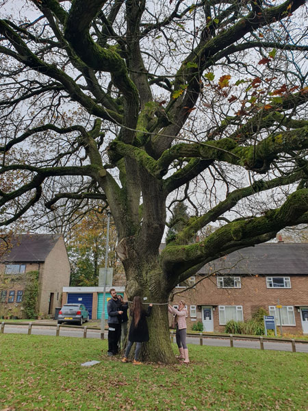 Students Measuring veteran oak