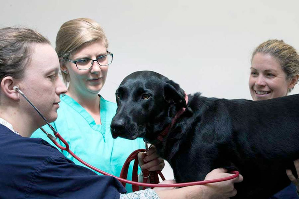 Veterinary sciences. Кембридж Ветеринария. Ветеринария в Западной Европе. Адвокат Ветеринария. Мария чёрная Ветеринария.